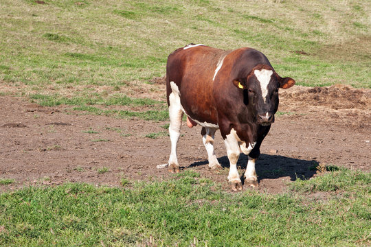 Zuchtbulle auf der Weide 897