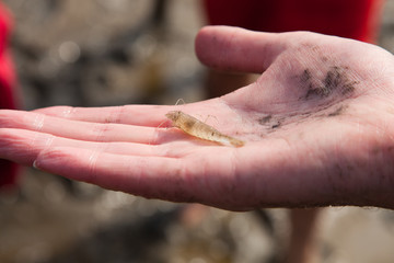 Lebende Nordseekrabbe in der Hand 698