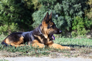 german shepard dog on the nature