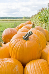 Big Pumpkins in Wooden Crates on a Farm