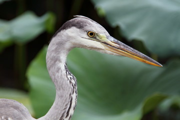 アオサギ (東京・上野公園)