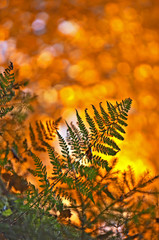fern - the detail of autumn forest