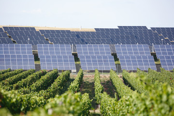 Solarkollektoren mit Weinreben im Vordergrund