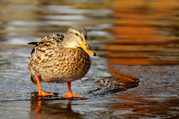 Ente auf gefrorenem See