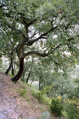 Cork tress forest in Espadan Castellon Spain, background