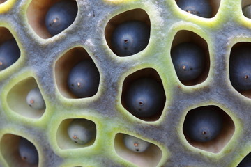 蓮花托 (東京・上野不忍池)