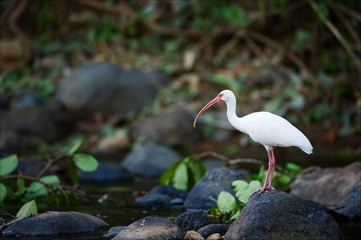 White Ibis.