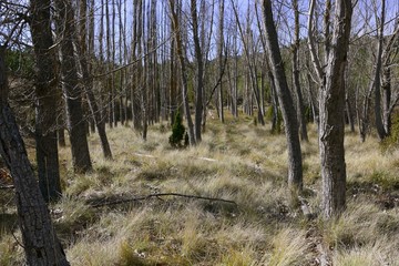Autumn poplar trees without leaves on a dried grass