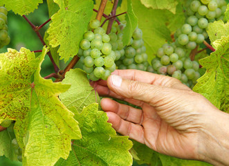 Weintrauben Weinberg - Vine Grapes Vineyard