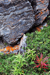 Nordic mountain tundra