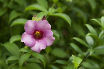 Fototapeta premium Allamanda Flowers