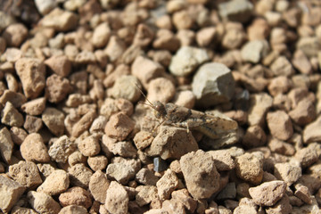 Heuschrecke