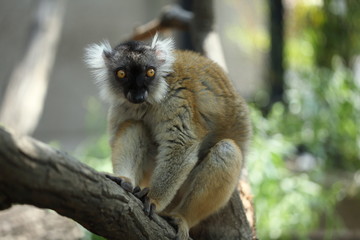 クロキツネザル (東京・上野動物園)