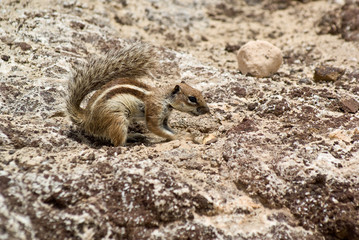 Streifenhörnchen beim beobachten