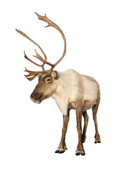 Complete caribou reindeer isolated - obrazy, fototapety, plakaty