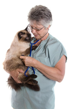 v&eacute;t&eacute;rinaire qui osculte un chat sur fond blanc