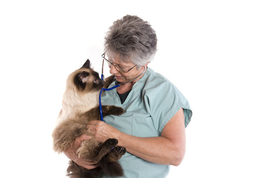 v&eacute;t&eacute;rinaire qui osculte un chat ag&eacute;