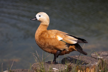 Bird near water