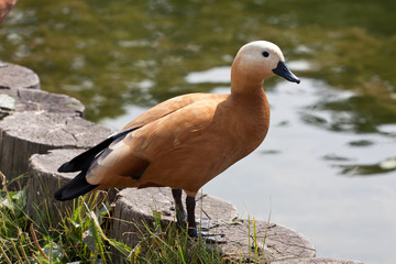 Ruddy shelduck
