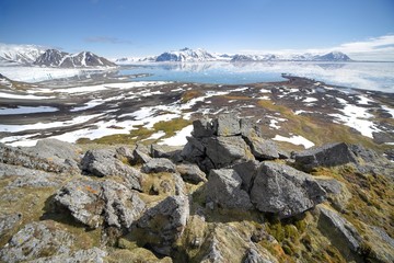Arctic summer landscape