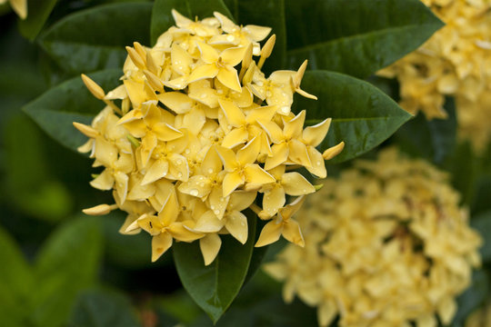 Yellow Ixora Flowers at Full Bloom