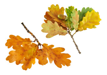 two autumn oak branch isolated on white