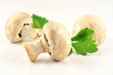 Fresh mushrooms on the white background