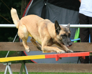 Malinois auf der Wippe