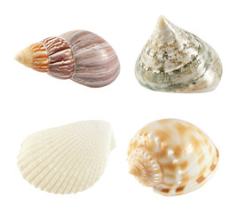 collection of seashells isolated on white background