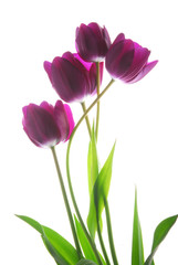 Fototapeta premium bunch of viol tulip flowers