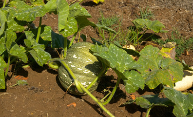 pumpkin growing in agriculture field