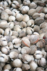 shell in the market
