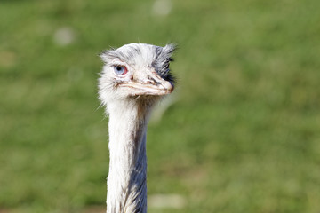t&ecirc;te d'autruche