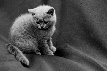 British Shorthair Blue Photos Royalty Free Images Graphics