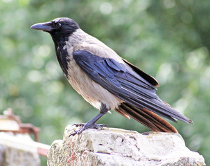 Hooded Crow