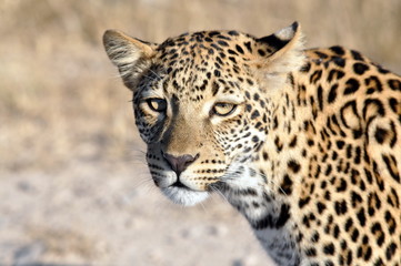Leopard eye to eye