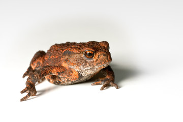 Small toad on white background