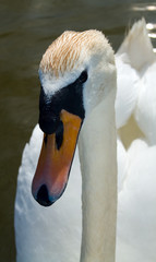 Swan