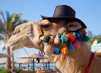 Afwasbaar Fotobehang Kameel Grappige kameel