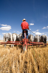 Obraz premium A team of mules being driven in a wheat field.