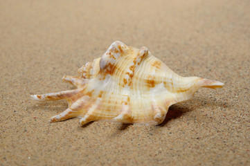 Fototapeta na wymiar Macro studio shot of beautiful sea shell on a yellow sand