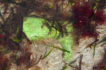 old green boot trash sea garbage pollution