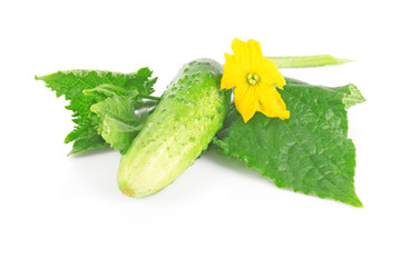 Fresh cucumber