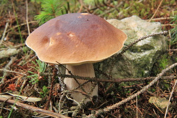 Maronen und Steinpilze