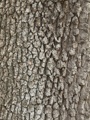 Garry Oak Bark