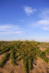Fototapeta na wymiar Livingstone daisy dune plants blue sky