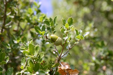 Acorn green fruits on the oak tree in the forest, wild life