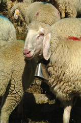 sheep in the mountains