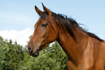 Obraz na płótnie Canvas Arabian Horse