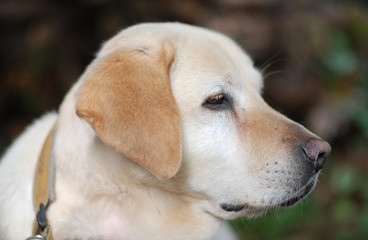Hund seitliches Portrait 2